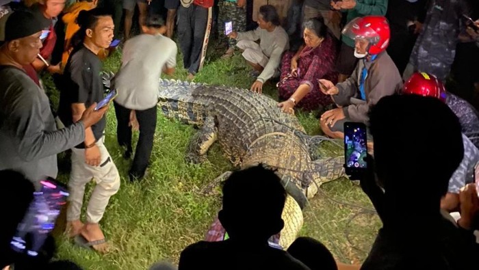 Foto: Warga tangkap buaya berkalung ban di Kota Palu, Sulteng (Sumber: Detiknewscom)